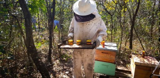 bisnaga de laranjeira mel (1)