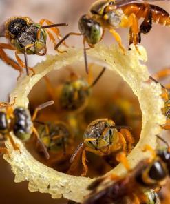 Tetragonisca angustula colony - honeybees jatai - tacio.com.br