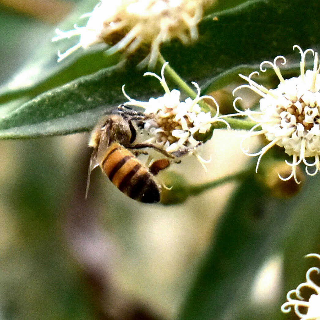 mel-abelha-puro-comprar-vender-sao-paulo-sp