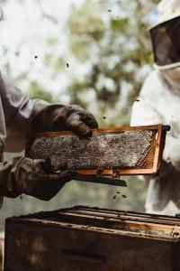mel-puro-direto-produtor-apiario-sao-paulo-sp (1)