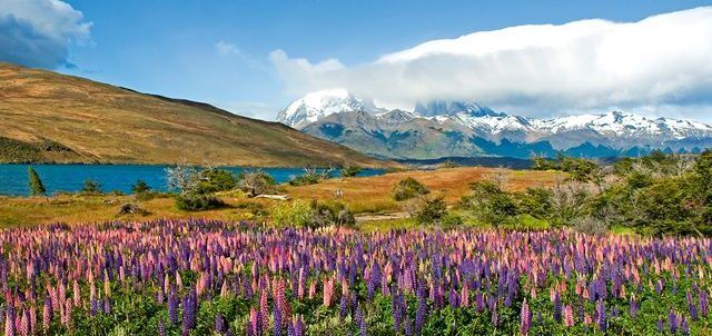 Miel Terra Andes: Ulmo 250g (Chile) | Mel Antibiótico APF+100