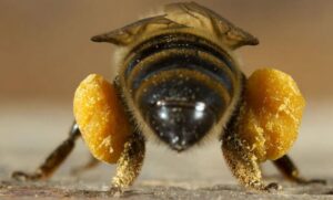 polen-apicola