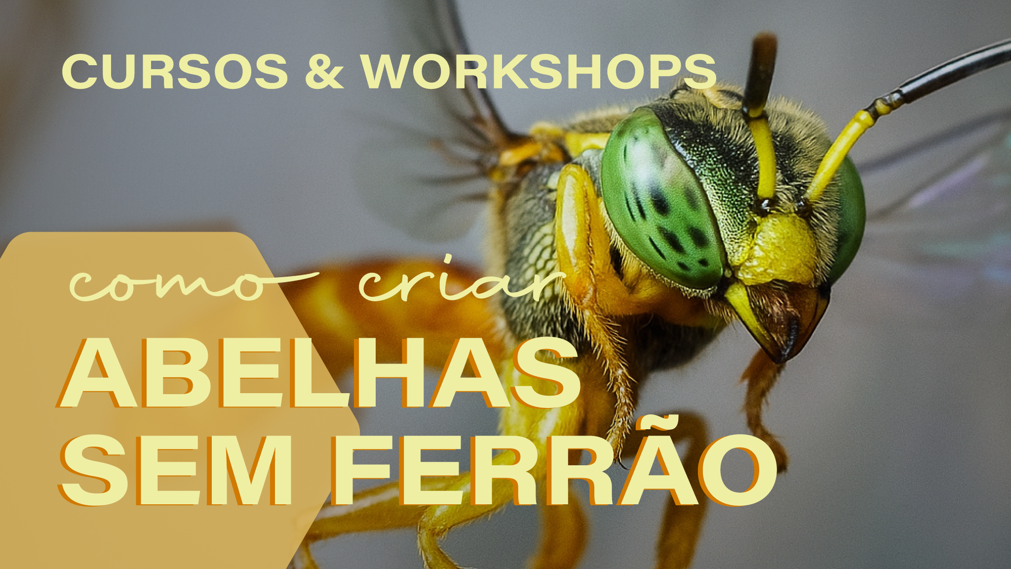 (Grátis!) Aula 1: Introdução ao Mundo das Abelhas Sem Ferrão